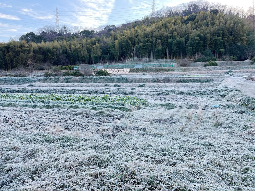 田畑には霜が降りています。