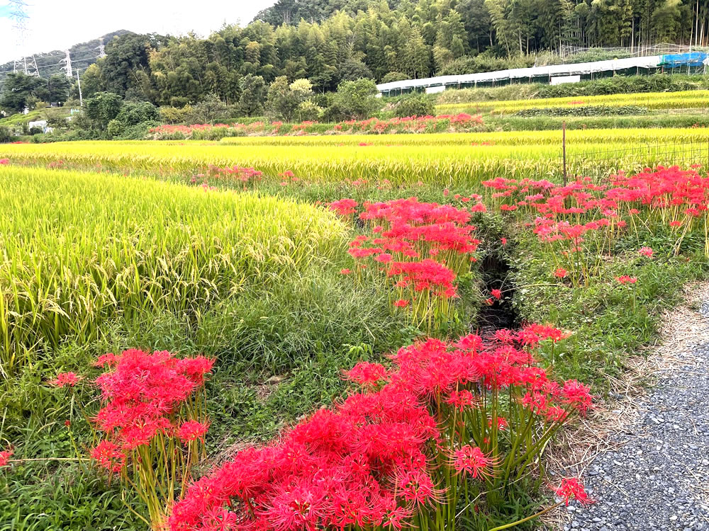 彼岸花が真っ赤な花を咲かせ、田んぼの稲は黄色に。