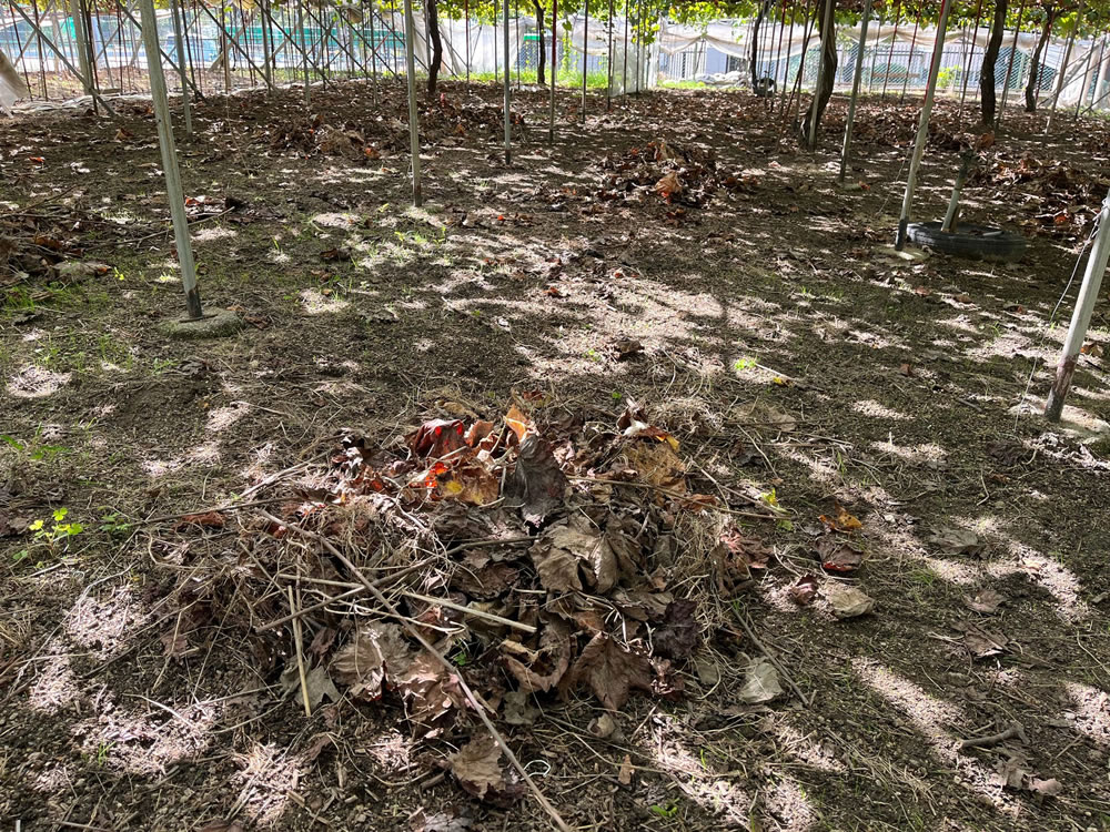施肥と耕うん前の作業で、枯れた枝や葉っぱを寄せ集めています。