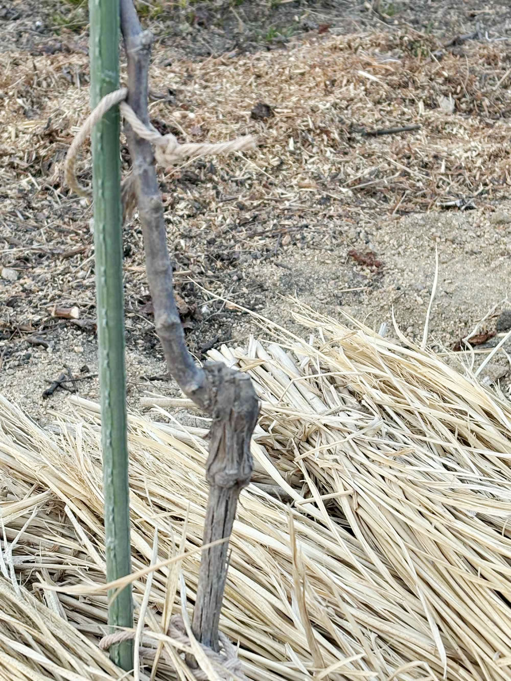 今年植え付けした黒ぶどうの苗木