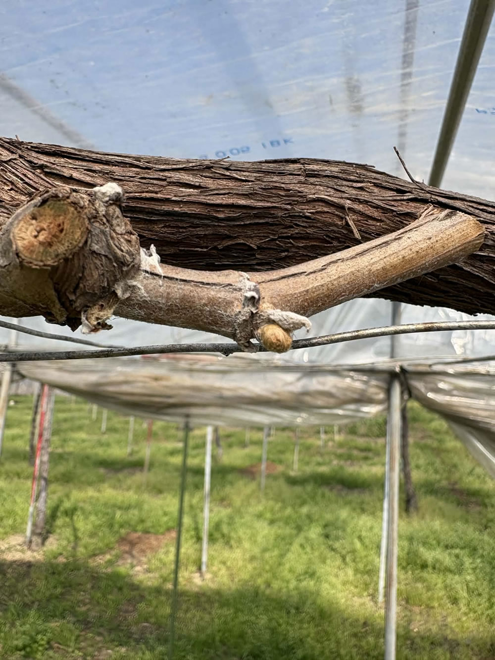 膨らみ始めたシャインマスカットの芽