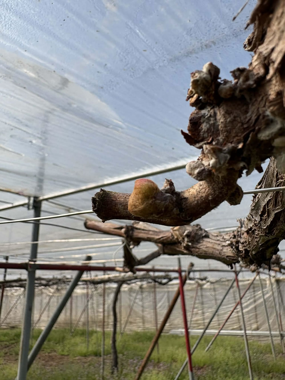 膨らみ始めたオーロラブラックの芽