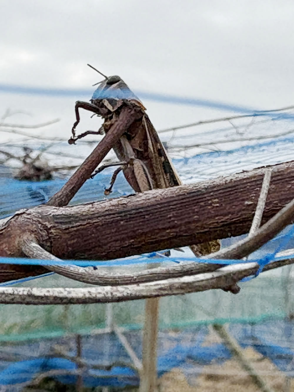 モズのはやにえ