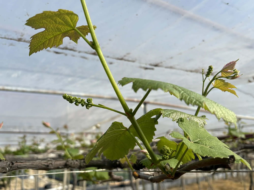 二重ハウスのデラウェア