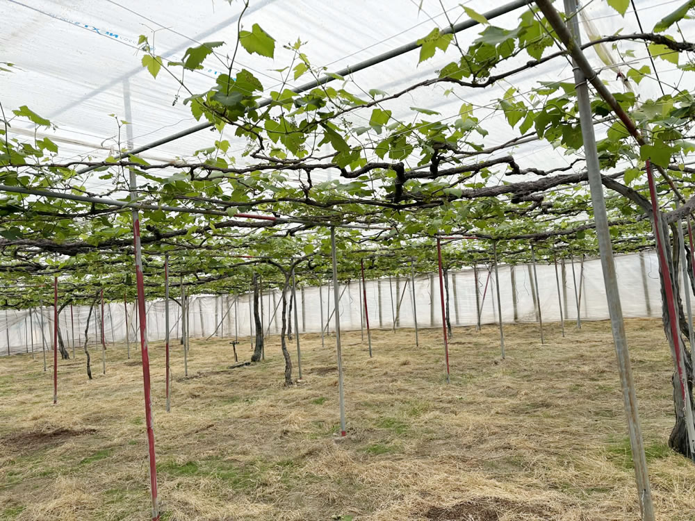 無加温二重ハウスデラウェア